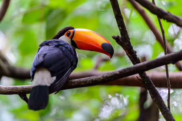 Tukan, Nationalpark Iguazu, Brasilien