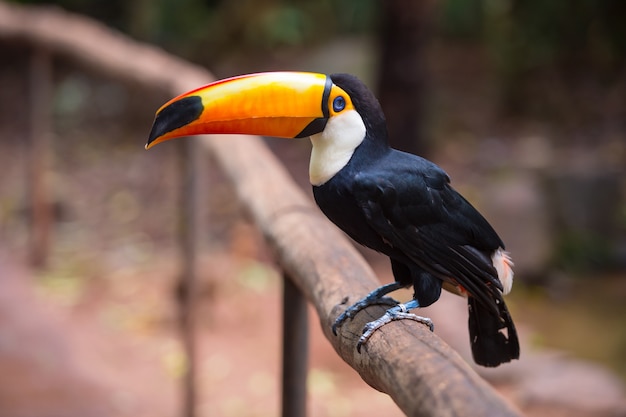 Tukan, Nationalpark Iguazu, Brasilien