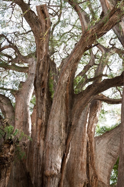 Tule-Baum in Mexiko