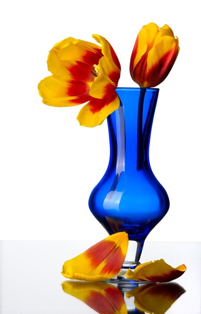 Tulip Blumen in einem blauen Glasvase isoliert