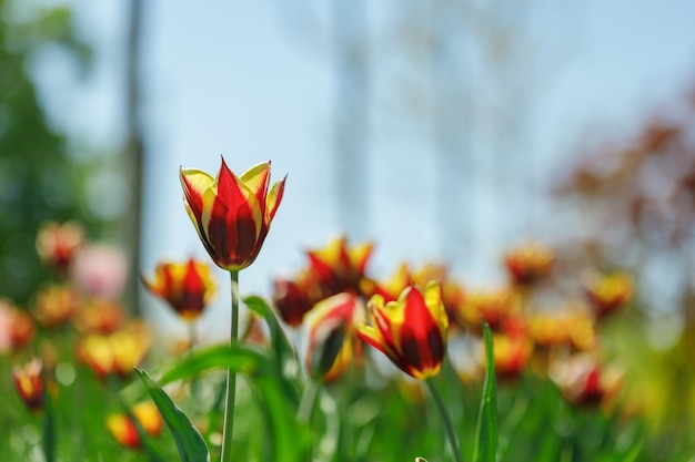 Tulip Blumen Pflanzen in der Stadt Blumenbeete Sommerstimmung helle Farben Nahaufnahme