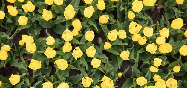 Tulip Blumenfeld Nahaufnahme Natur Hintergrund