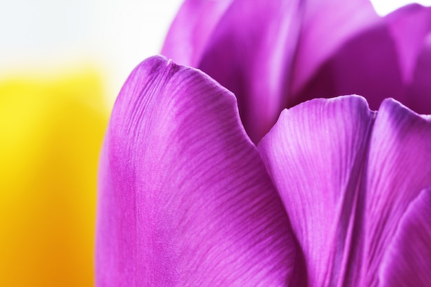 Tulip close-up macro