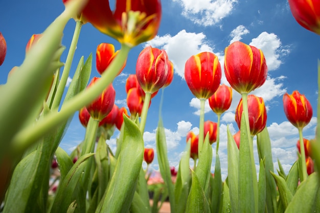 Tulip contra el cielo azul en primavera