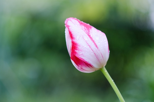 Tulip floreció en primavera después de la lluvia