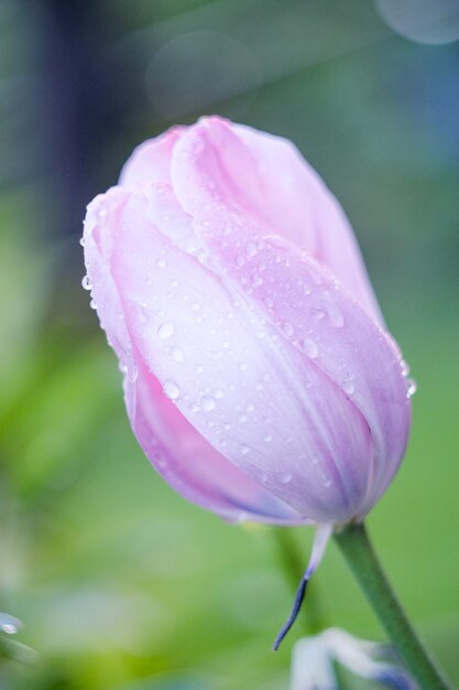Tulip floreció en primavera después de la lluvia