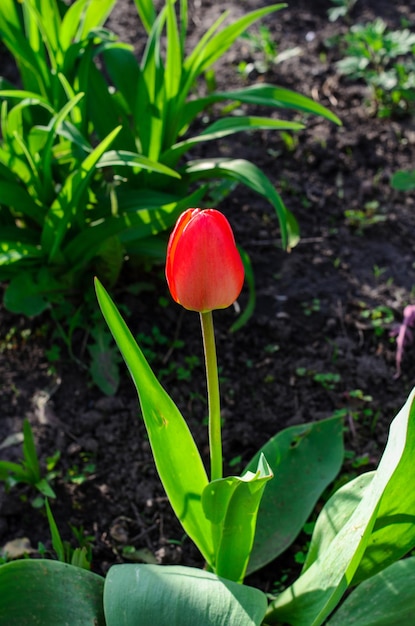 Tulip Flower Tulipa cresce no parque Flor vermelha