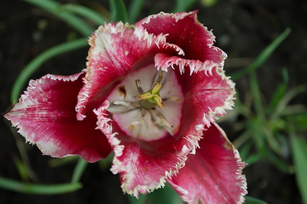 Tulip fotografiado desde arriba en el jardín