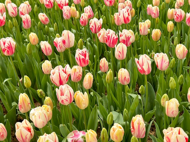 Tulip Garden Flores coloridas das tulipas que florescem em um jardim