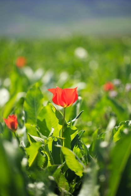 Tulip Greig Tulipanes silvestres en las montañas del paisaje natural de Kirguistán