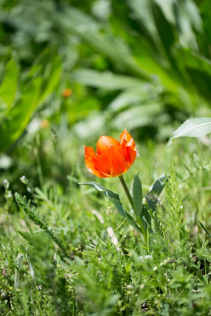 Tulip Greig Tulipanes silvestres en las montañas del paisaje natural de Kirguistán