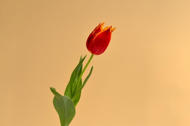 Tulip in einem Topf auf rotem Hintergrund Platz kopieren