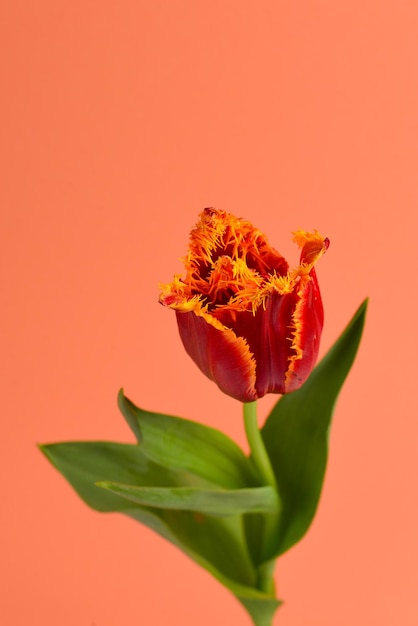 Tulip in einem Topf auf rotem Hintergrund Platz kopieren