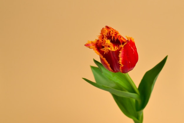 Tulip en una maceta sobre un fondo rojo. Copie el espacio.