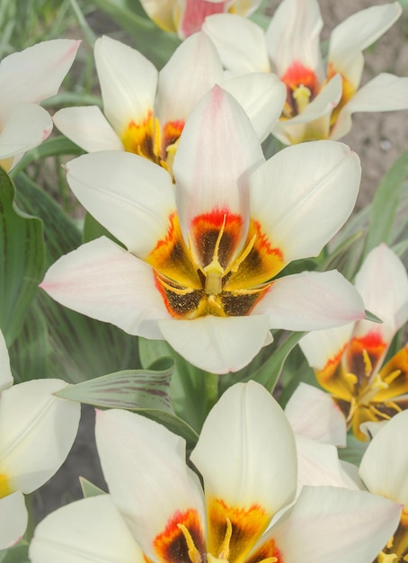 Tulip Mary Ann Spring Garden con tulipanes Greigii