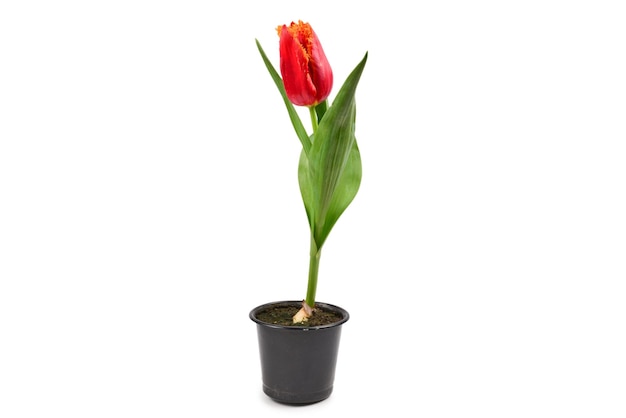 Tulip en una olla aislada sobre fondo blanco.