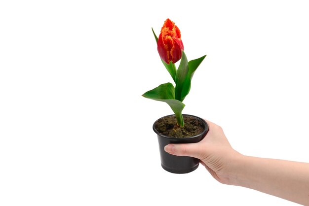 Tulip en una olla en manos de mujer aislado en blanco