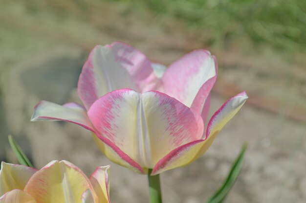 Tulip Del Piero Tulipán blanco de bordes anchos con pétalos rosados rayados o moteados