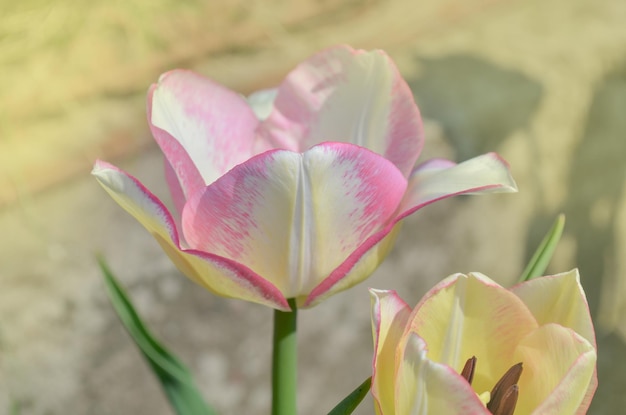 Tulip Del Piero Tulipán blanco de bordes anchos con pétalos rosados rayados o moteados