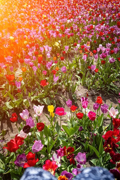 Tulip Schöner Blumenstrauß aus Tulpen bunte Tulpen Tulpen im Frühlingbunte Tulpe mit Tautropfen