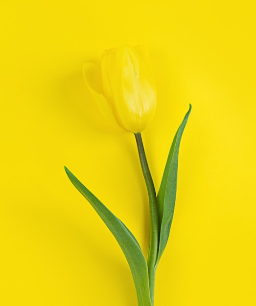 Tulip sobre un fondo amarillo. Foto de stock endecha plana minimalista.