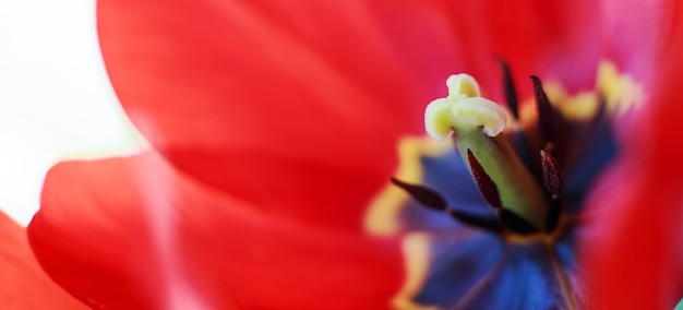 Tulipa aberta vermelha macro de pistilo de tulipa de fundo de padrão de flor