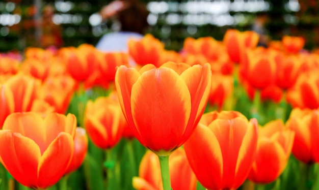 Tulipa alaranjada em um campo bonito.