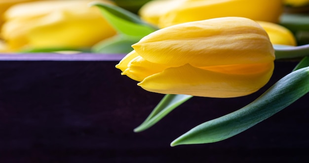 Foto tulipa amarela com folhas verdes em um fundo escuro. conceito de férias de primavera. lugar para o seu texto