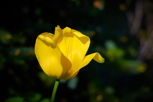 Tulipa amarela com fundo desfocado bokeh