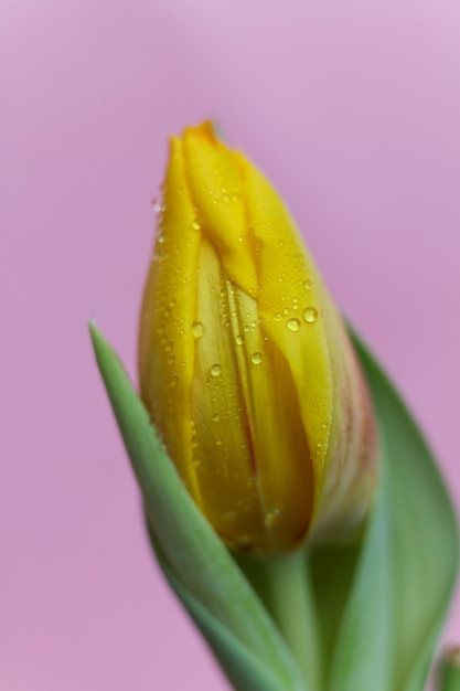 Tulipa amarela com gotas de água nas pétalas em um fundo rosa