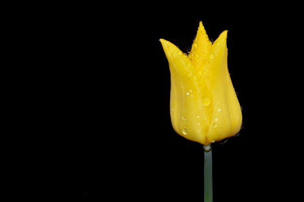 Tulipa amarela com gotas de chuva em fundo preto