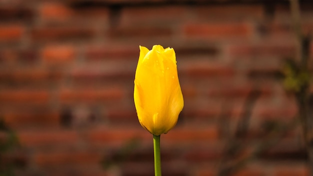 Tulipa amarela cortada e filmada com bokeh em um prado na primavera Tiro sonhador e romântico