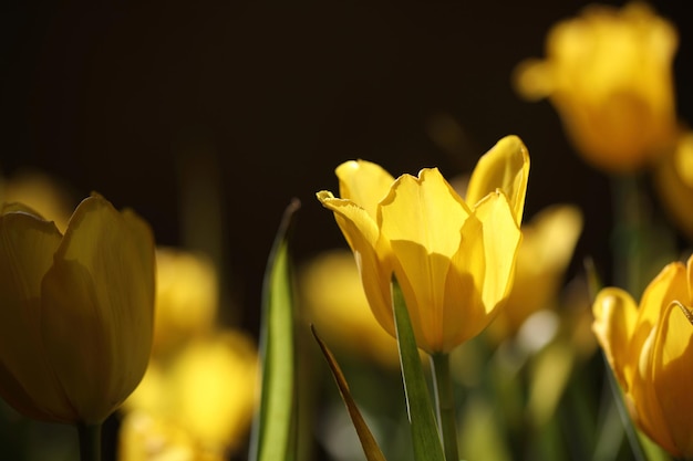 Tulipa amarela de perto