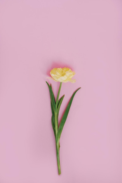 Tulipa amarela em um fundo rosa pastel Cartão de presente de feriado para Páscoa Aniversário Dia dos Namorados Copiar espaço