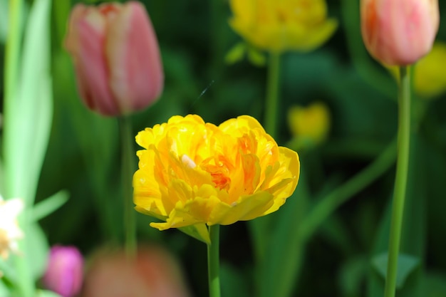 tulipa amarela em um fundo verde suave embaçado natural