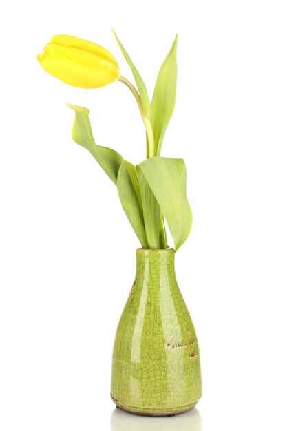 Tulipa amarela em um vaso isolado no branco