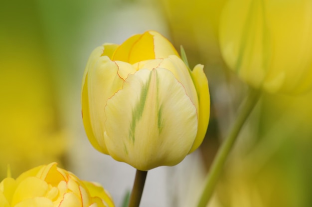 Tulipa amarela florida peônia Tulipa Dupla Beleza de Apeldoorn Tons brilhantes de tulipa laranja amarela e dourada