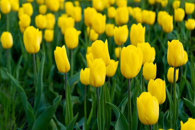 Tulipa amarela no campo Um grande broto de uma flor amarela Fundo da primavera Tulipas no jardim Floração sazonal das flores da primavera Close-up