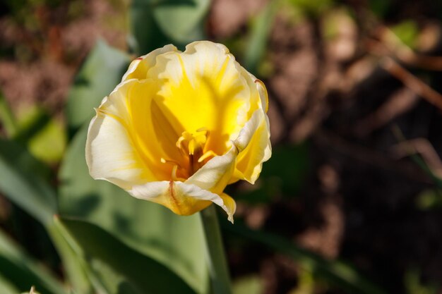 Tulipa amarela no canteiro de flores no jardim