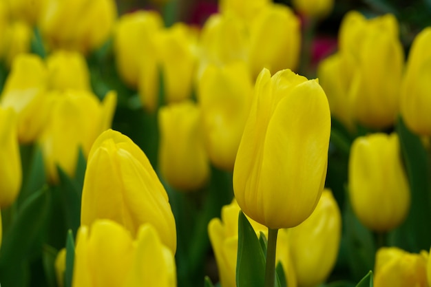 tulipa amarela no jardim