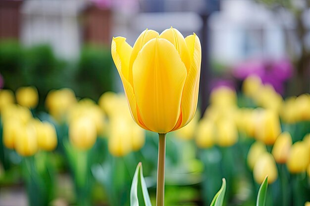 Tulipa amarela no jardim