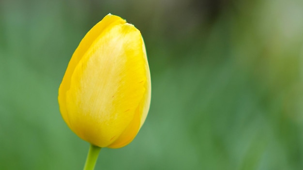 tulipa amarela solitária na primavera jardim closeup tiro