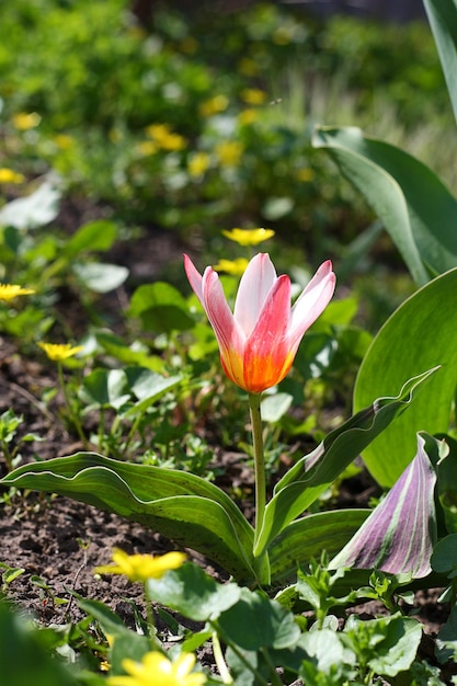 Tulipa amarela vermelha