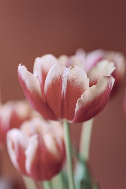 tulipã amarelo-vermelha de primavera delicada em close-up no fundo
