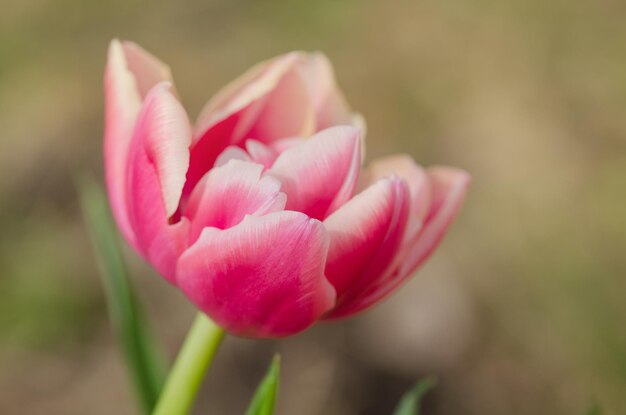 Tulipa bicolor roja y blanca Drumline Tulipa roja y borde cremoso