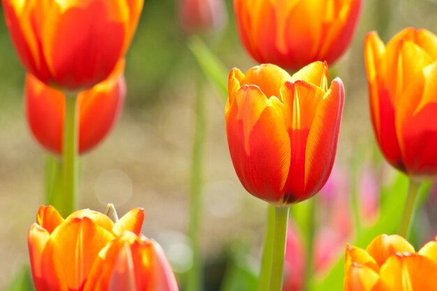 tulipa bonita