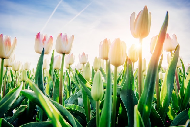 Tulipa branca através da luz solar.