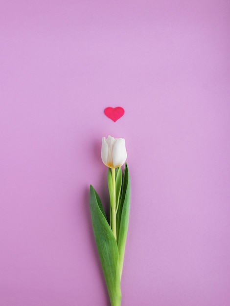 Tulipa branca com coração em fundo rosa. Feliz Dia dos namorados .