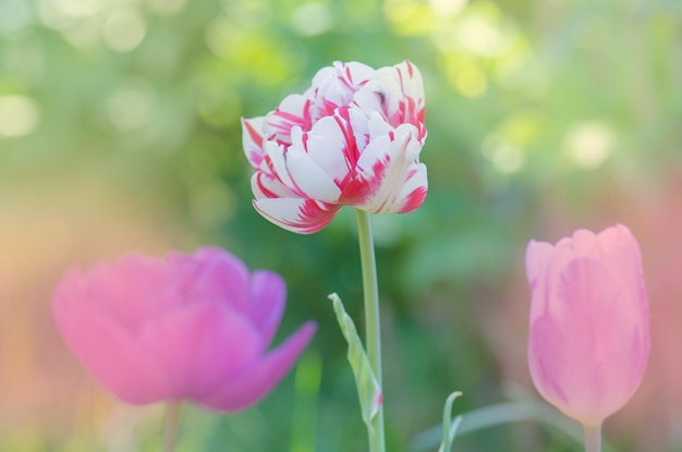 Tulipa branca com listras vermelhas no jardim