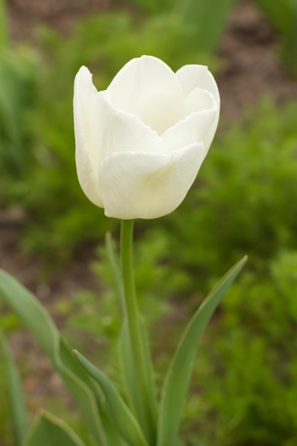 Tulipa branca crescendo em um jardim com grama verde turva no fundo. Vista de perto.